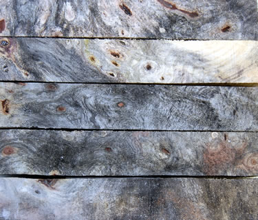 BuckeyeBurl.jpg